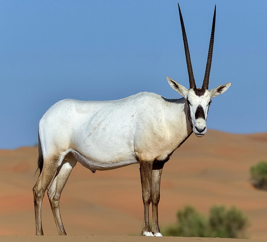 Arabian,Oryx