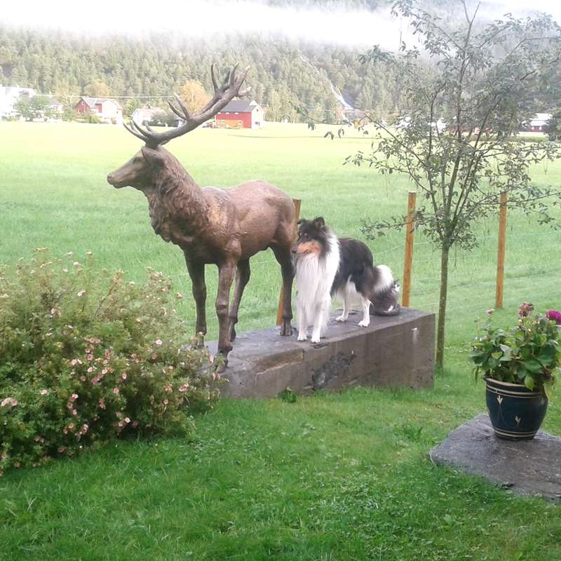 Garden Bronze Life Size Elk Statue Feedback from Norway Client